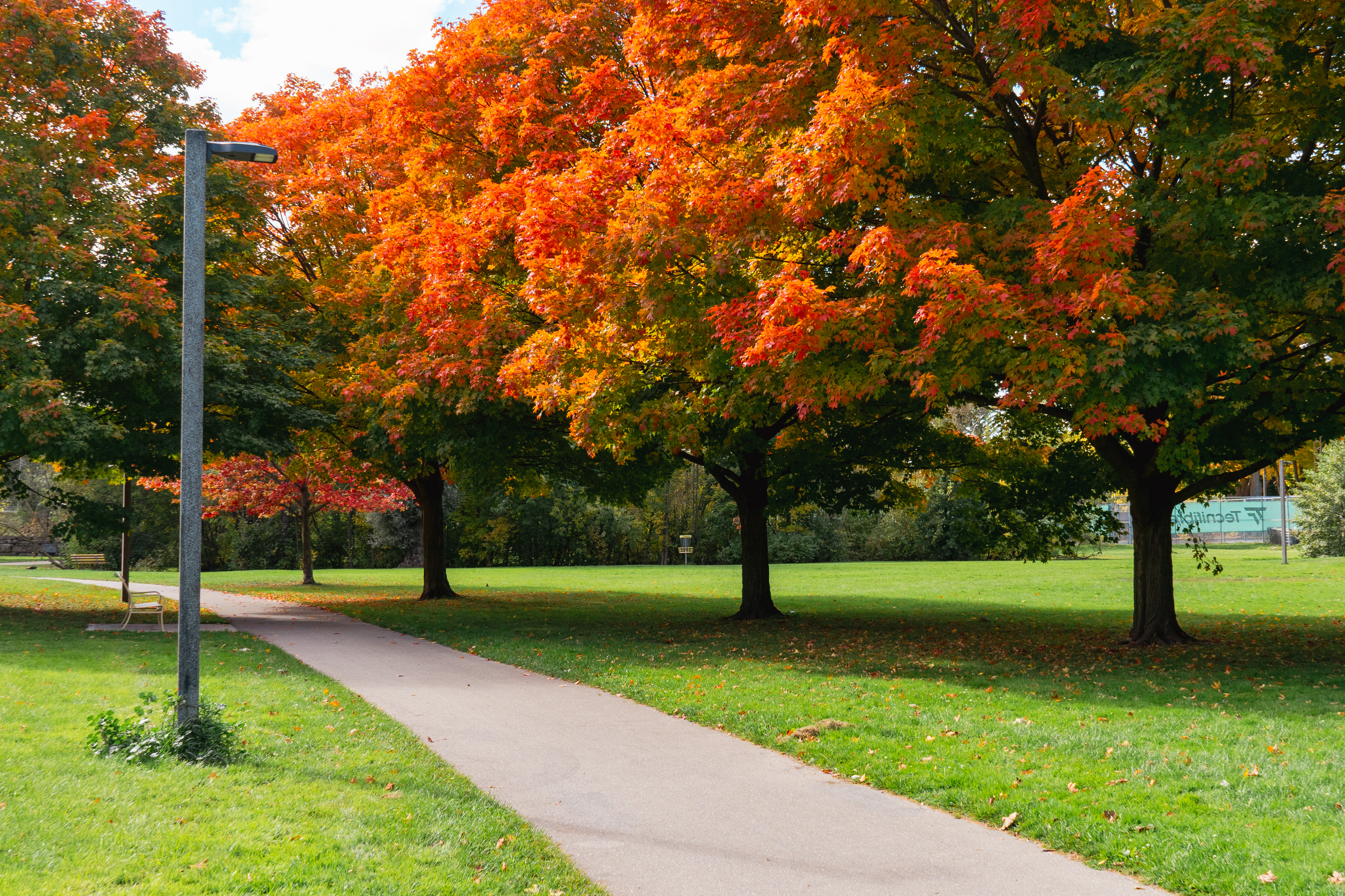 Trees in Soper park and trail