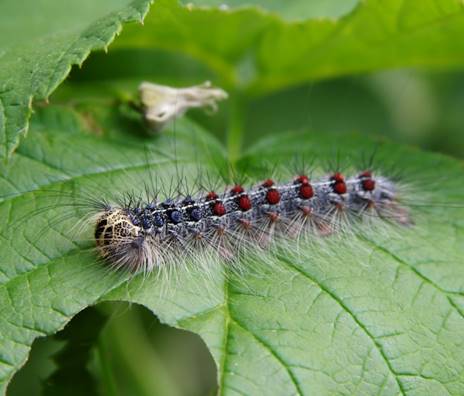 A spongy moth caterpillar on a leaf