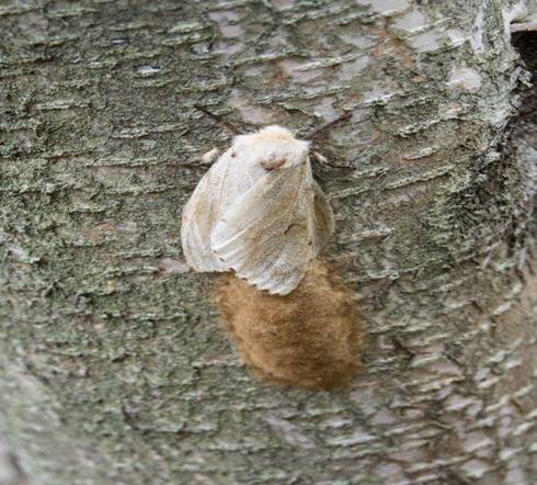 A female spongy moth on a tree with egg mass