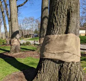 A group of trees with a cloth wrapped around them

AI-generated content may be incorrect.