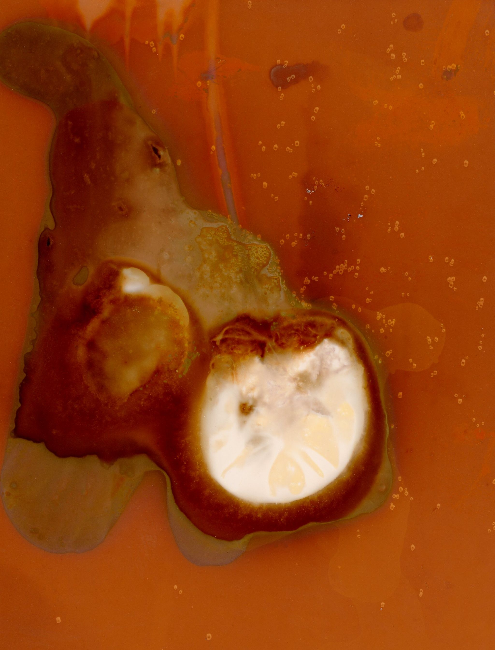 Dissected grape on photo sensitive paper, orange and red hues