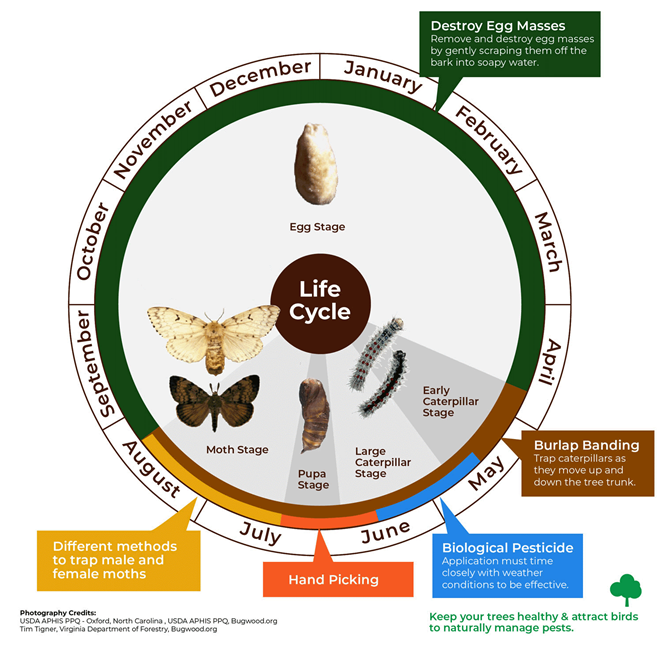 A diagram of life cycle of a spongy moth